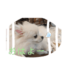 カワイイわんこ(犬のこと)スタンプ！（個別スタンプ：7）