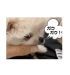 カワイイわんこ(犬のこと)スタンプ！（個別スタンプ：9）