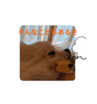 カワイイわんこ(犬のこと)スタンプ！（個別スタンプ：11）