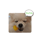 カワイイわんこ(犬のこと)スタンプ！（個別スタンプ：12）
