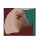 カワイイわんこ(犬のこと)スタンプ！（個別スタンプ：13）