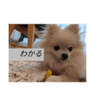 カワイイわんこ(犬のこと)スタンプ！（個別スタンプ：15）