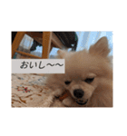 カワイイわんこ(犬のこと)スタンプ！（個別スタンプ：16）