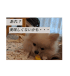 カワイイわんこ(犬のこと)スタンプ！（個別スタンプ：17）