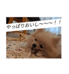 カワイイわんこ(犬のこと)スタンプ！（個別スタンプ：19）