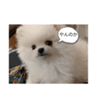 カワイイわんこ(犬のこと)スタンプ！（個別スタンプ：21）