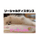 カワイイわんこ(犬のこと)スタンプ！（個別スタンプ：22）