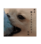 カワイイわんこ(犬のこと)スタンプ！（個別スタンプ：23）