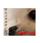 カワイイわんこ(犬のこと)スタンプ！（個別スタンプ：24）