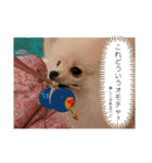 カワイイわんこ(犬のこと)スタンプ！（個別スタンプ：26）