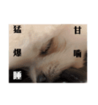カワイイわんこ(犬のこと)スタンプ！（個別スタンプ：27）