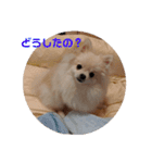 カワイイわんこ(犬のこと)スタンプ！（個別スタンプ：29）