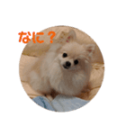 カワイイわんこ(犬のこと)スタンプ！（個別スタンプ：30）
