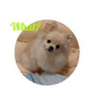 カワイイわんこ(犬のこと)スタンプ！（個別スタンプ：31）