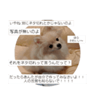 カワイイわんこ(犬のこと)スタンプ！（個別スタンプ：33）
