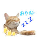 茶トラ(沖縄)（個別スタンプ：3）