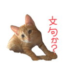 茶トラ(沖縄)（個別スタンプ：4）