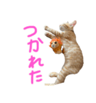 茶トラ(沖縄)（個別スタンプ：5）