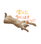 茶トラ(沖縄)（個別スタンプ：6）