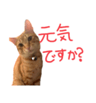 茶トラ(沖縄)（個別スタンプ：7）