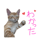 茶トラ(沖縄)（個別スタンプ：8）