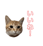 茶トラ(沖縄)（個別スタンプ：9）