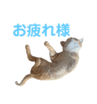 茶トラ(沖縄)（個別スタンプ：10）