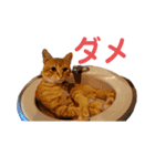 茶トラ(沖縄)（個別スタンプ：11）