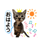 6ニャンズ♡‴（個別スタンプ：1）