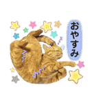 6ニャンズ♡‴（個別スタンプ：2）