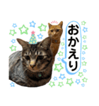 6ニャンズ♡‴（個別スタンプ：4）