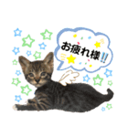 6ニャンズ♡‴（個別スタンプ：6）