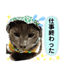 6ニャンズ♡‴（個別スタンプ：9）