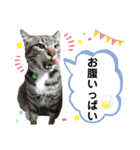 6ニャンズ♡‴（個別スタンプ：11）