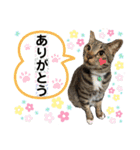 6ニャンズ♡‴（個別スタンプ：14）