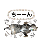 6ニャンズ♡‴（個別スタンプ：21）