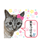 6ニャンズ♡‴（個別スタンプ：23）