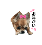 愛犬チワワのゆず③（個別スタンプ：1）