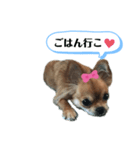 愛犬チワワのゆず③（個別スタンプ：2）