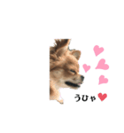 愛犬チワワのゆず③（個別スタンプ：3）