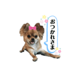 愛犬チワワのゆず③（個別スタンプ：4）