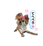 愛犬チワワのゆず③（個別スタンプ：6）