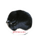 うちのにゃーすたち（個別スタンプ：1）