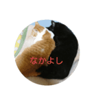 うちのにゃーすたち（個別スタンプ：2）