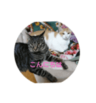 うちのにゃーすたち（個別スタンプ：3）