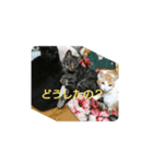 うちのにゃーすたち（個別スタンプ：5）