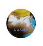 うちのにゃーすたち（個別スタンプ：7）