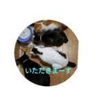 うちのにゃーすたち（個別スタンプ：8）
