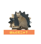 今日もオシキャットと俺（個別スタンプ：2）