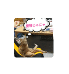 今日もオシキャットと俺（個別スタンプ：3）
